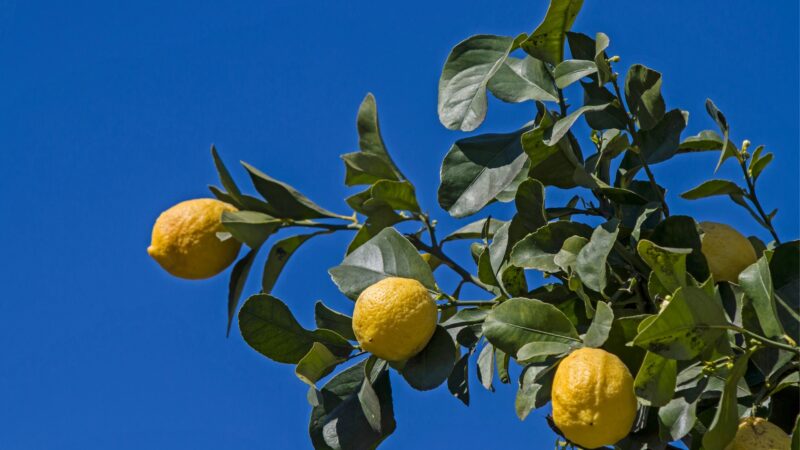 What Do Lemon Tree Leaves Curling Look Like