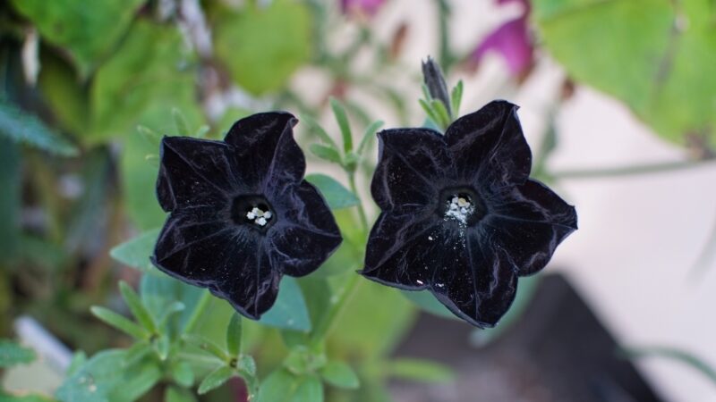 What Is Black Petunia