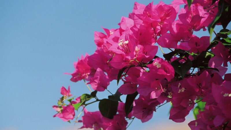 What Is Bougainvillea