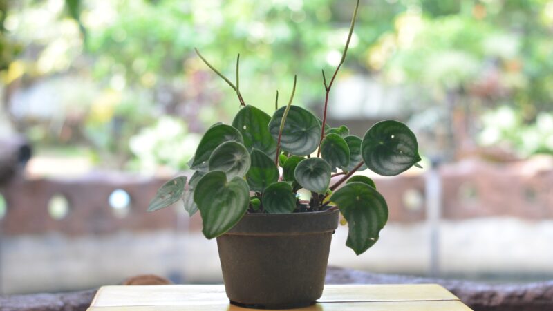 What Is Watermelon Peperomia