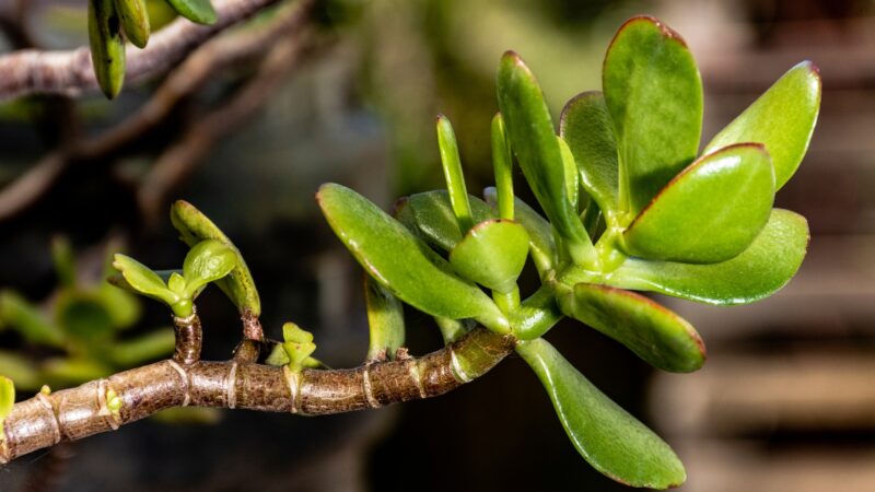 What Is a Jade Plant