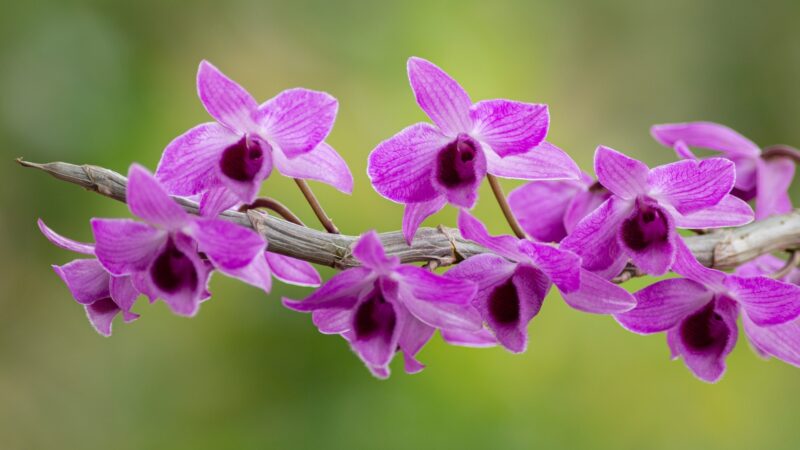 What Is an Orchid Spike
