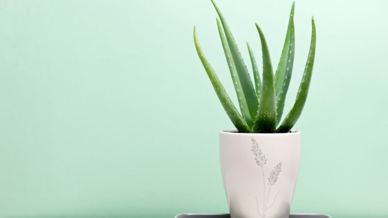What to Consider When Choosing the Best Pots For Aloe Plants