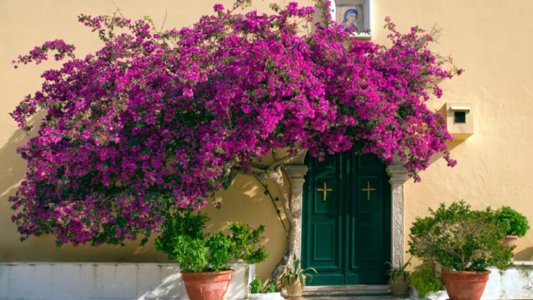 Bougainvillea Not Blooming 