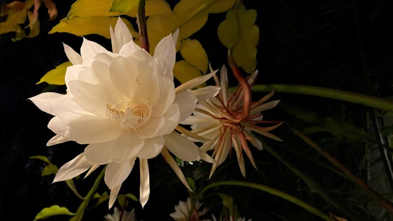 When Does the Queen of the Night Flower Bloom