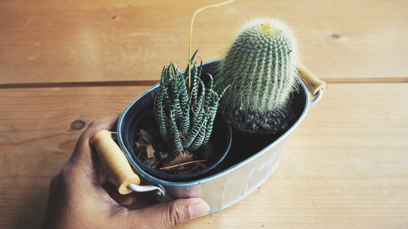 When Not to Propagate a Cactus Plant