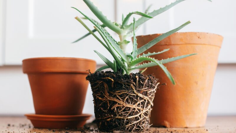 When to Change the Pot of the Aloe Plant
