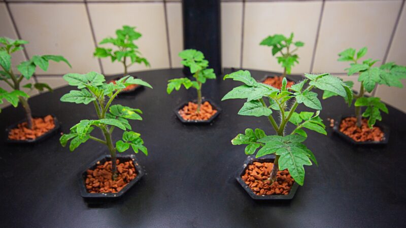 When to Plant Tomato Seeds Indoors