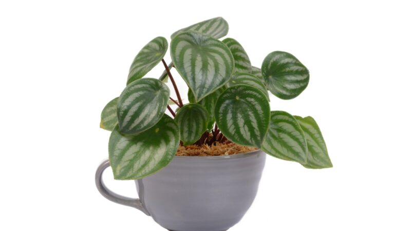 When to Propagate a Watermelon Peperomia