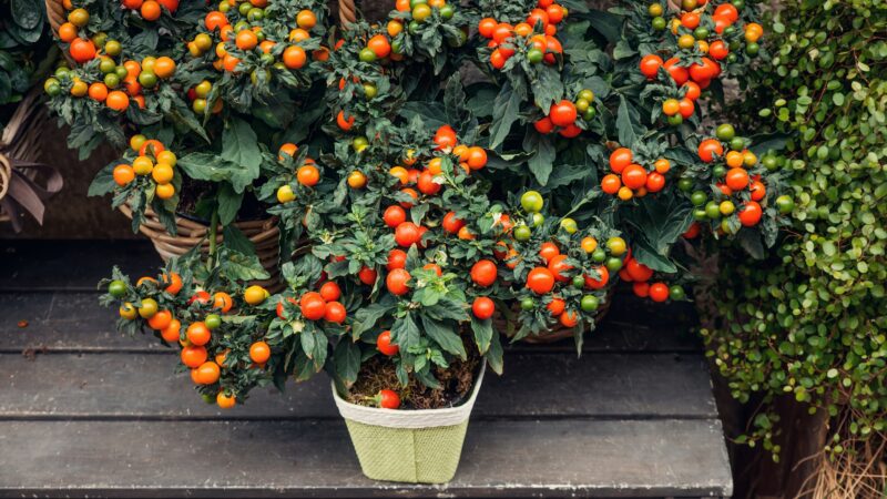 Where to Grow Your Tomato Plants Indoors