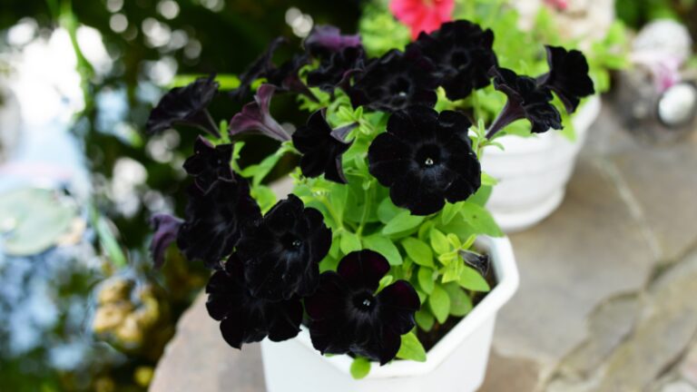 Black Petunia Plant Care | A Detailed Guide - School of Garden