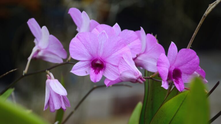 Orchid Flowers Falling Off 7 Reasons And Its Solutions School Of Garden