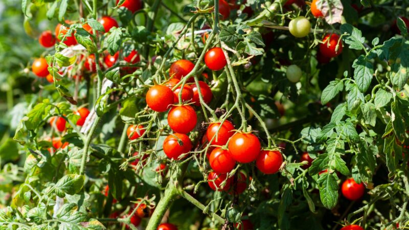 Why Grow Tomatoes Indoors