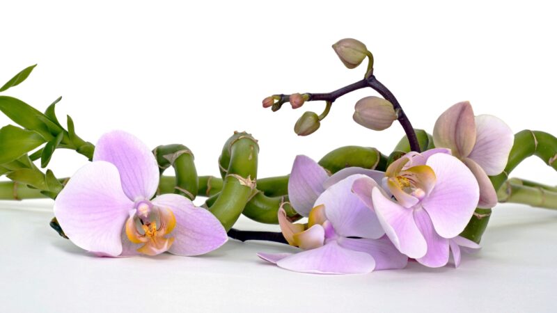 Will Wilted Orchid Flowers Come Back