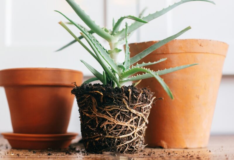 8 Best Soil for Aloe Vera Plants