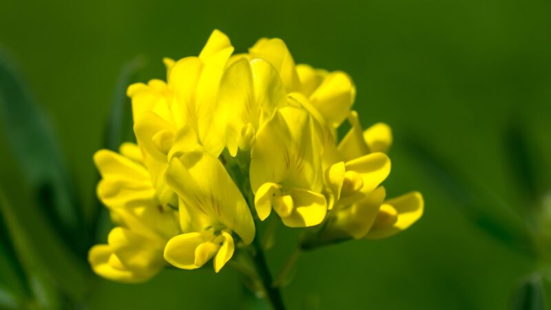 Bird’s Foot Trefoil