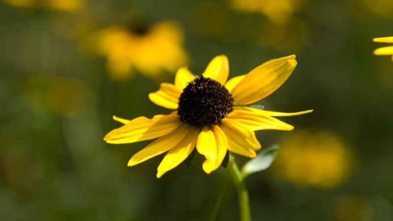 Black-Eyed Susans