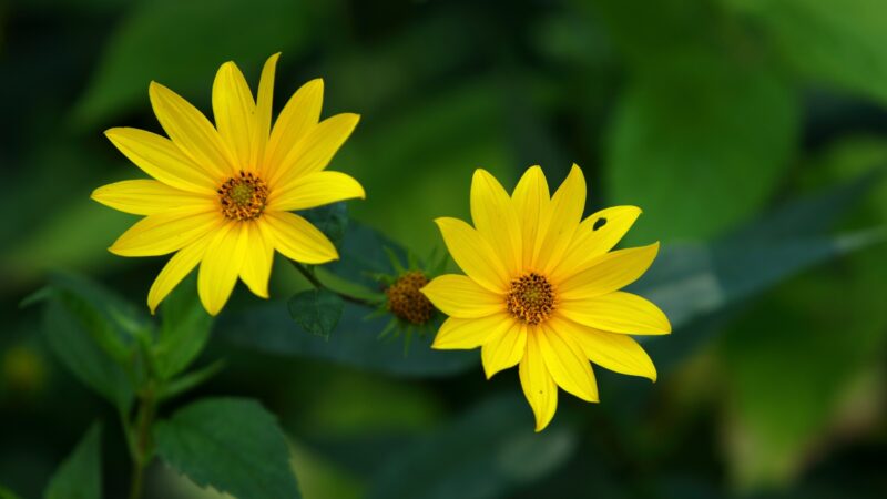 Butterweed