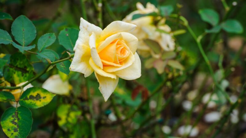 Can Yellow Rose Leaves Turn Green Again