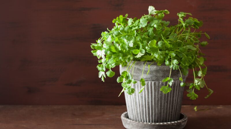 Can You Grow Cilantro in a Pot