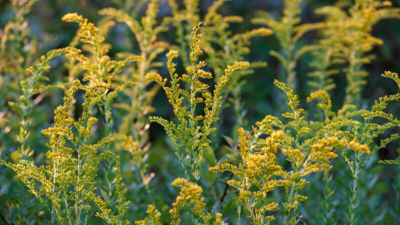 Canada Goldenrod