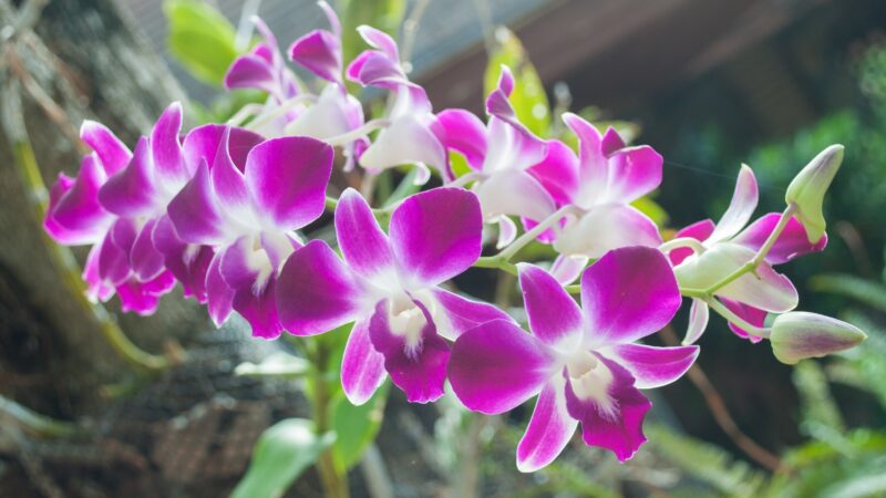 Cane Orchid (Dendrobium)