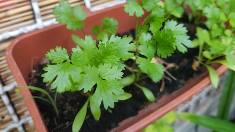 Cilantro Pests and Diseases