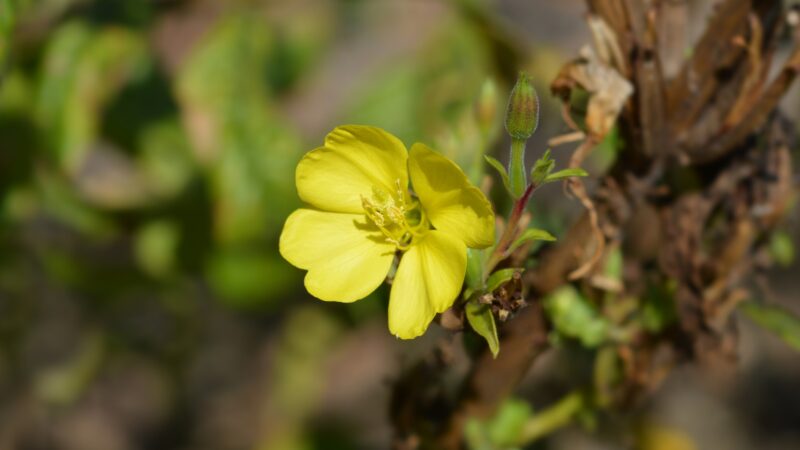 Common Evening Primrose