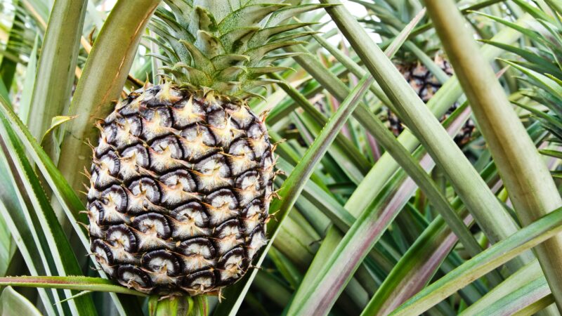 Common Issues With Pineapple Plant