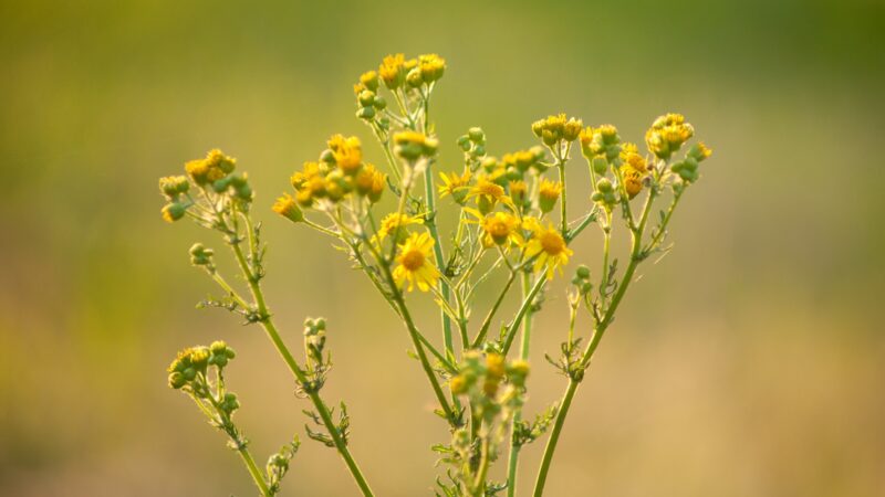 Common Ragwort