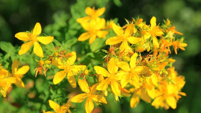 Common St. John’s-Wort