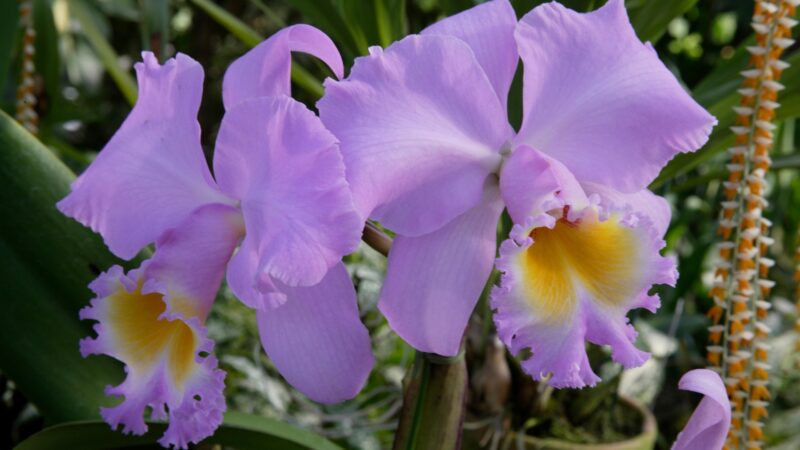 Corsage Orchids (Cattleya)