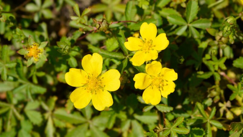 Creeping Cinquefoil