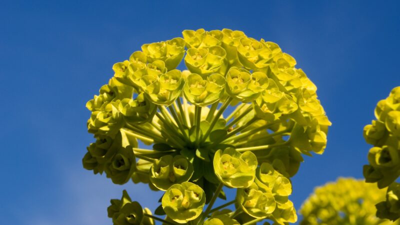 Cypress Spurge