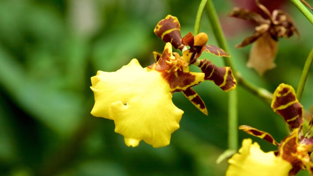 Dancing Lady Orchids (Oncidium)
