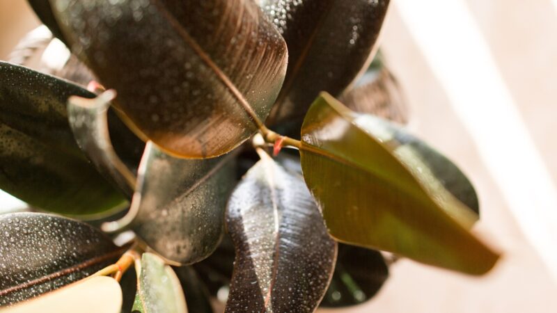 Do Ficus Burgundy Bloom or Produce Fruits