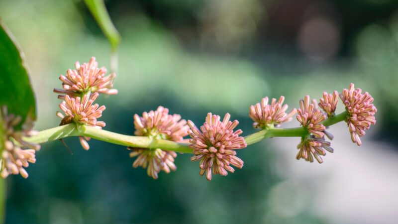 Does a Corn Plant Have Flowers