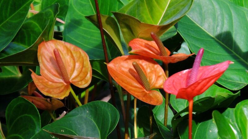 Flamingo Flower (Anthurium scherzerianum)