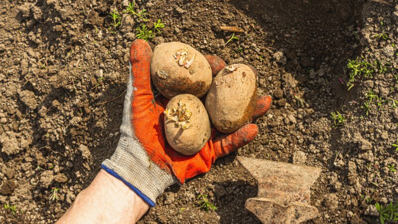 How Long Does It Take to Grow Potatoes