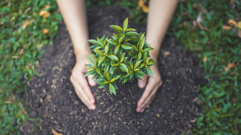 How Much Fertilizer Should You Use On Trees