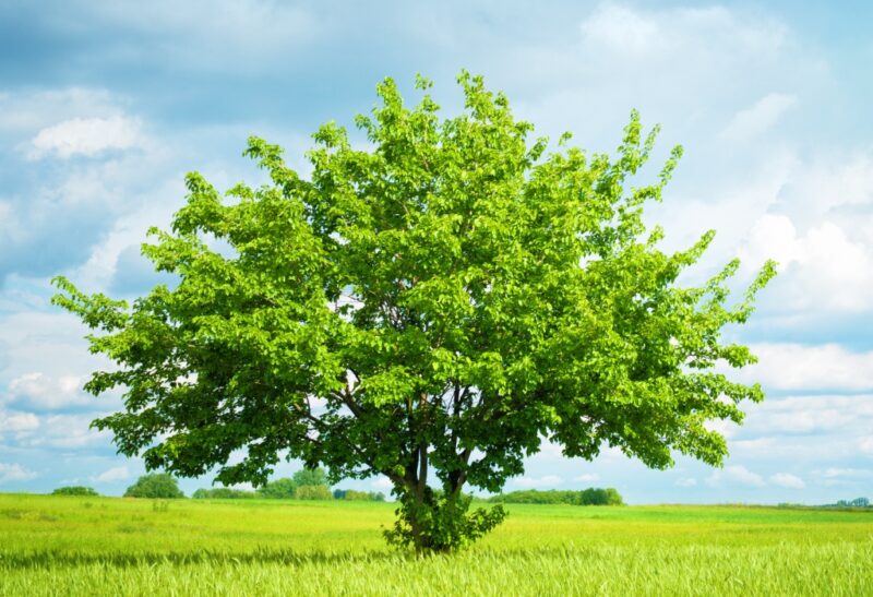 How to Fertilize Trees