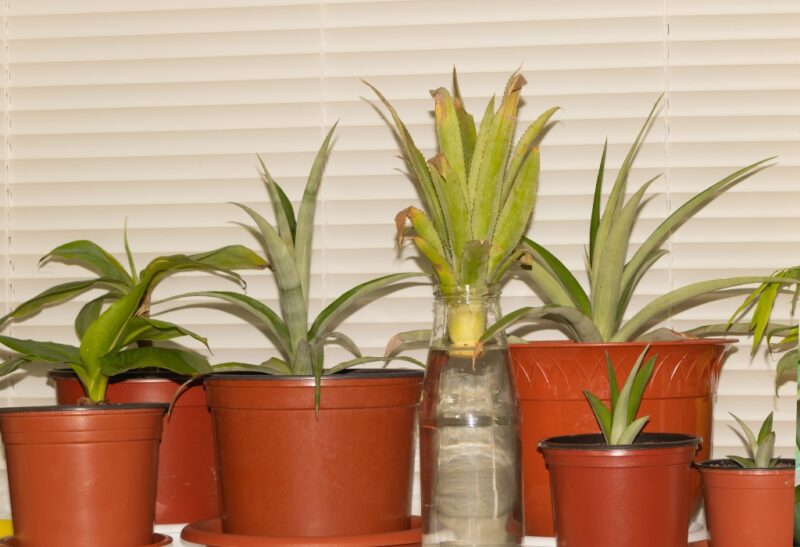 How to Grow a Pineapple From Tops