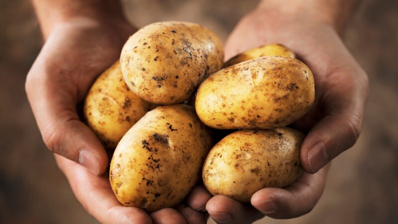 How to Harvest Potatoes