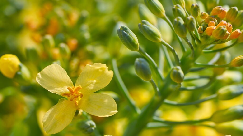 How to Prevent Broccoli From Flowering