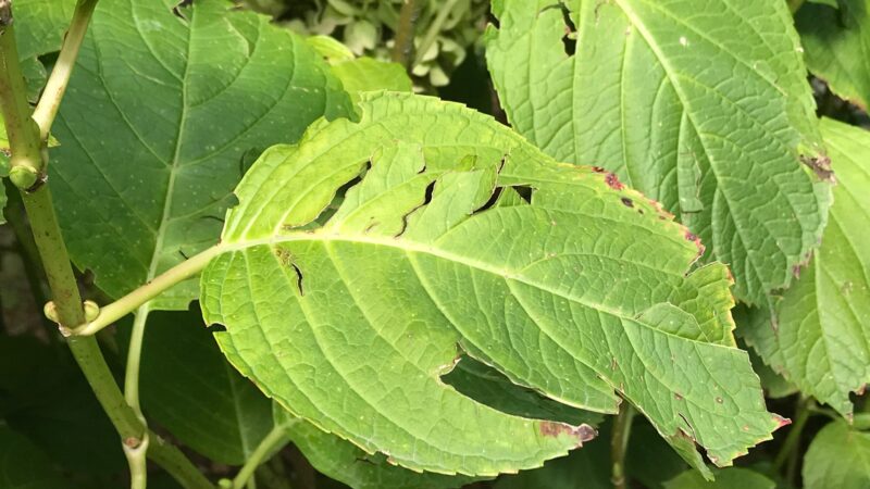 How to Prevent Hydrangea Leaves From Turning Yellow