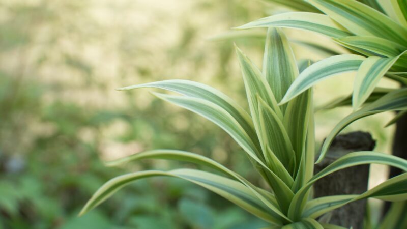 How to Propagate a Corn Plant