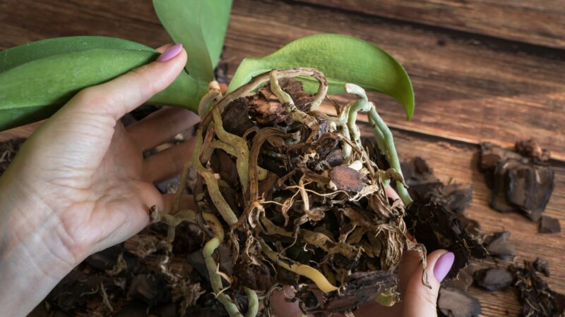 How to Remove Rotted Orchid Roots