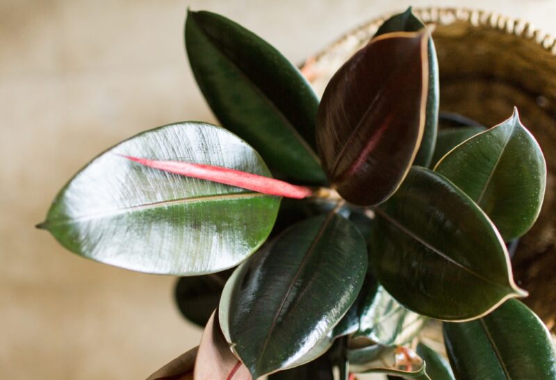 How to Take Care of Ficus Burgundy