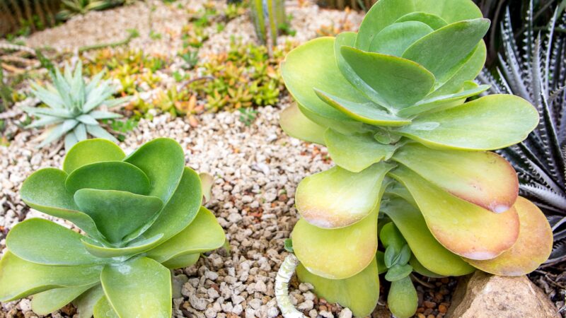 How to Treat Brown Spots in a Paddle Plant