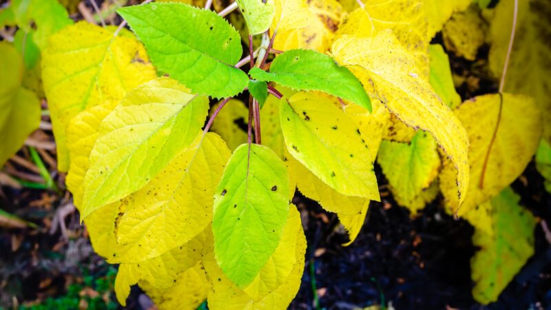 Is It Normal for Hydrangea Leaves to Turn Yellow